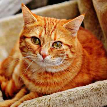 image copyright 6